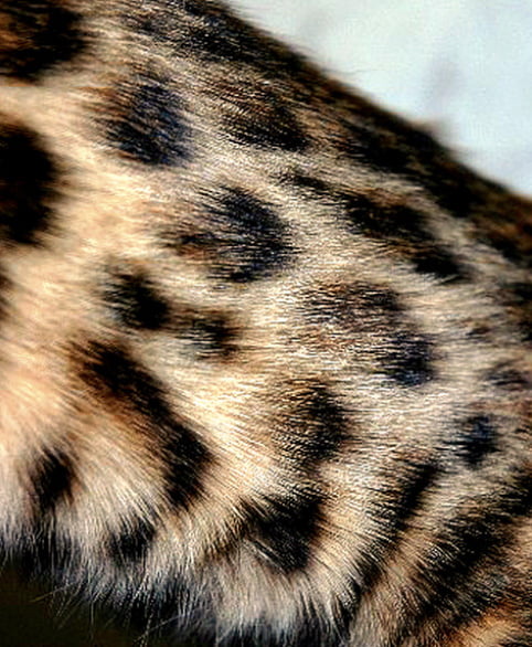 Bengal cat glitter