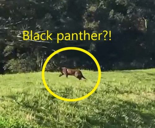 Black panther or domestic or feral cat?
