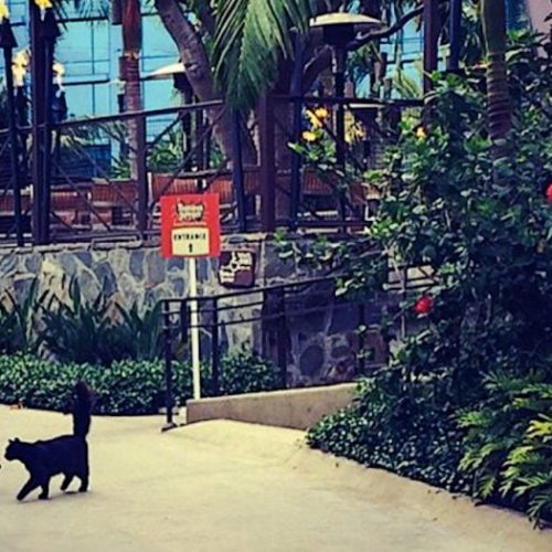 Disneyland's feral cats