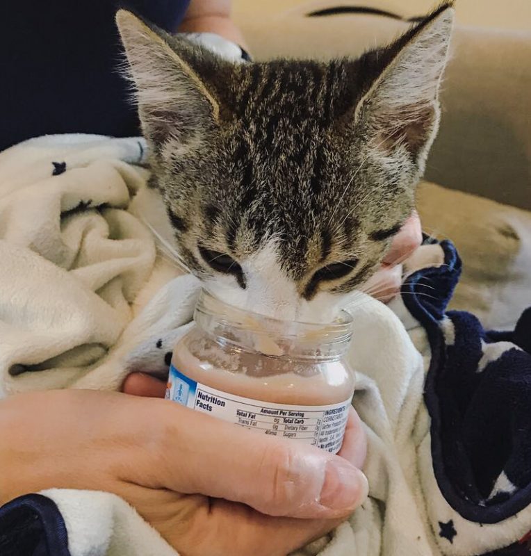 Feral kitten eating baby food to help socialise him