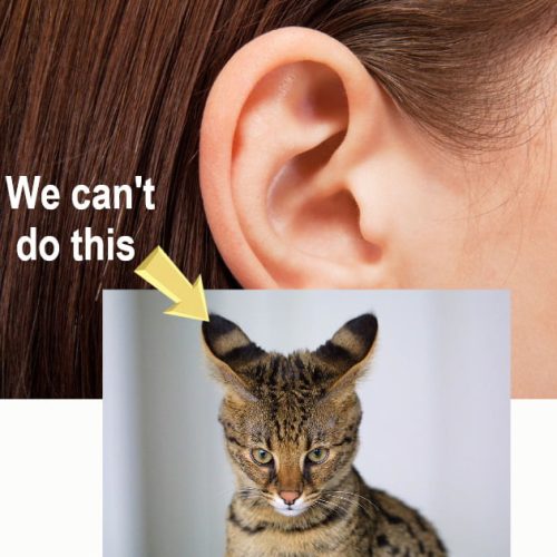 Human vestigial ear flap movements