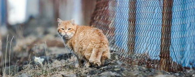 Icelandic feral cat