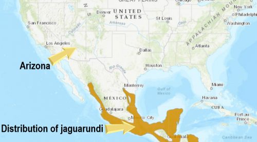 Is the jaguarundi in Arizona? No.
