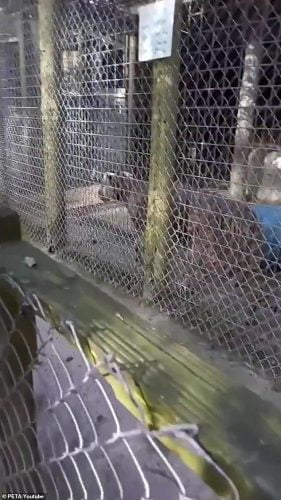 The totally unsuitable living conditions of a female tiger called Lila at Waccatee Zoo, Myrtle Beach, South Carolina, USA.