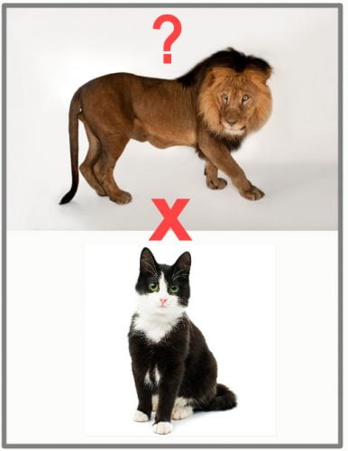Lion x domestic cat