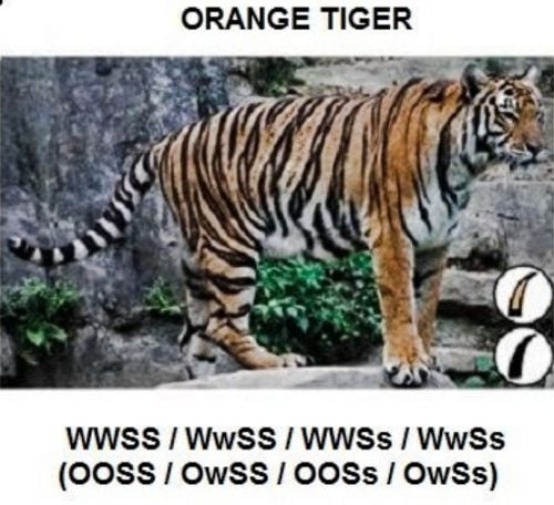Orange tiger genetics