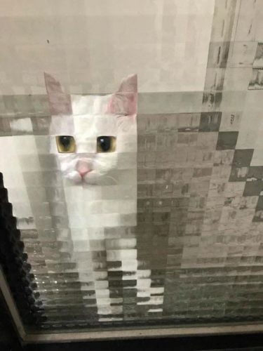 Real life pixelated cat