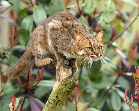 Rusty spotted cat by Colin Langford on 500px