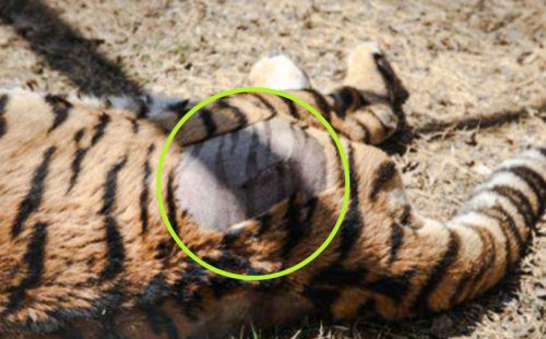 Tiger fur pattern in skin