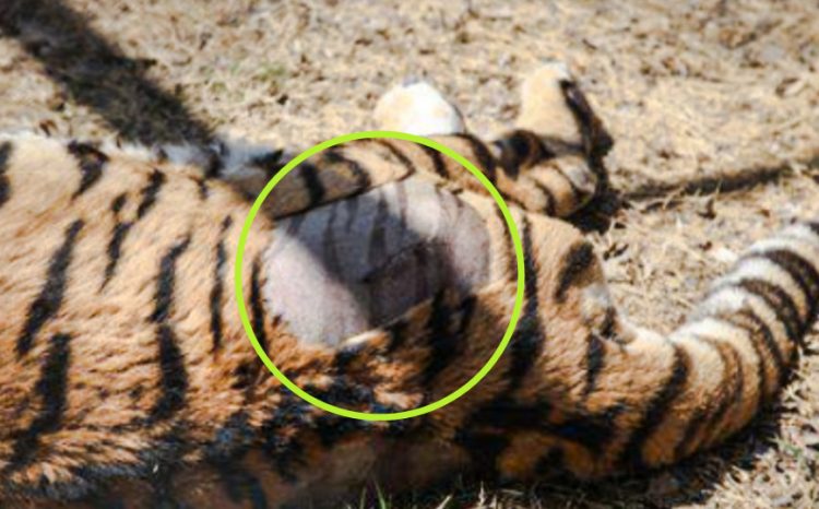 Do tigers have stripes on their skin? – PoC