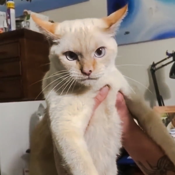 Unhappy cat held in the wrong way makes a strange sound