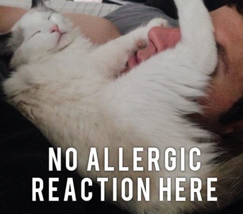 Can cats be allergic to humans?