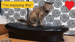 Cat enjoys vibrating weight loss machine