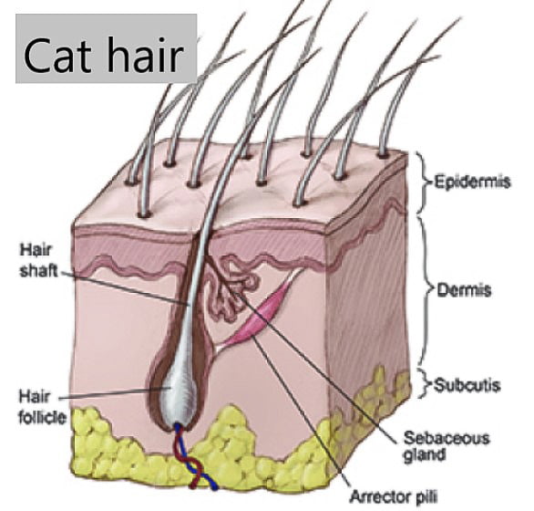 Cat hair