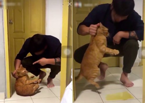Man in Singapore terrifies ginger tabby cat causing cat to pee