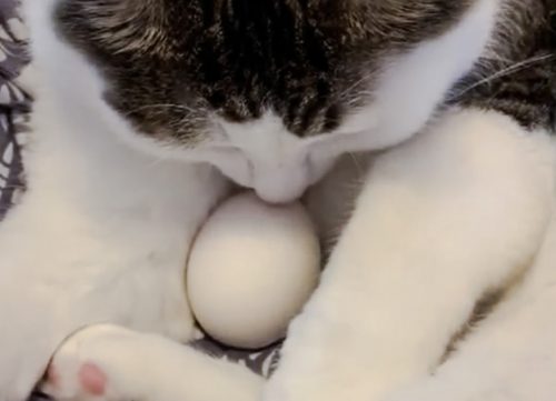 Give a cat an egg and they protect it?