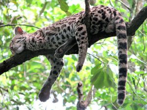 Margay resting in a tree, typical behavior