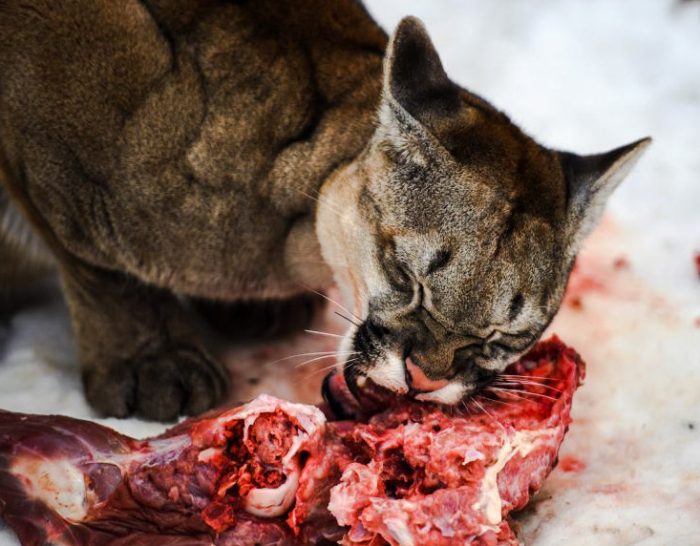 Puma eating flesh - animal protein and fat