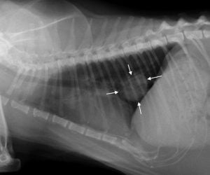 Cat with lung cancer possibly due to second or third hand cigarette smoke