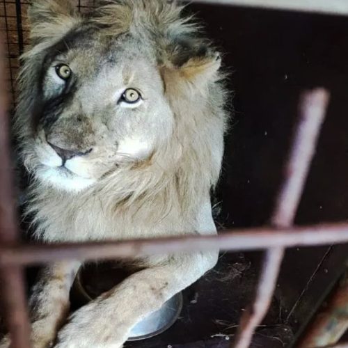 Captive lion being abused in SA