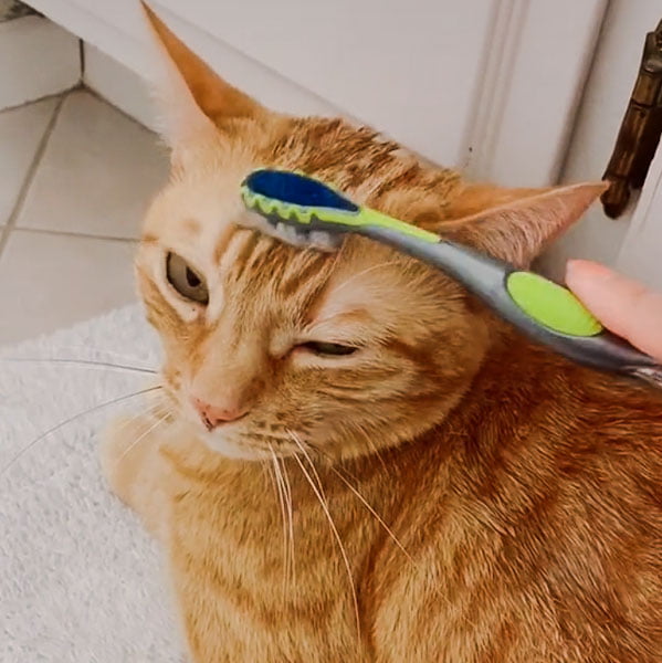 Cat being groomed with a toothbrush