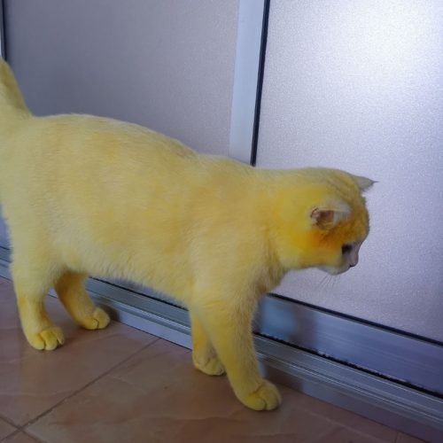Cat given turmeric scrub to treat fungal infection and it turns her bright yellow