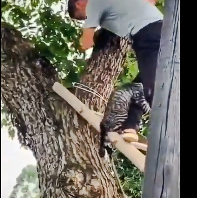 Cat hangs on to rescuers leg
