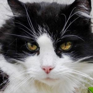 Harvey head and shoulders portrait