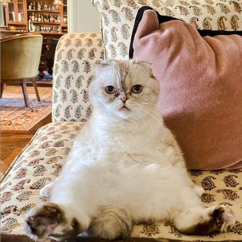 Olivia Benson, the feline partner (with others) of Taylor Swift