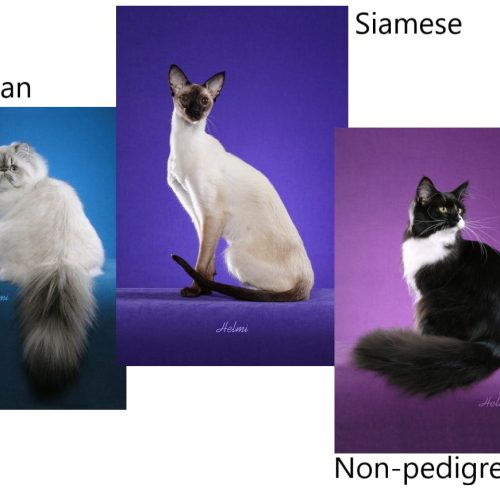 Persian Siamese and non-pedigree cats