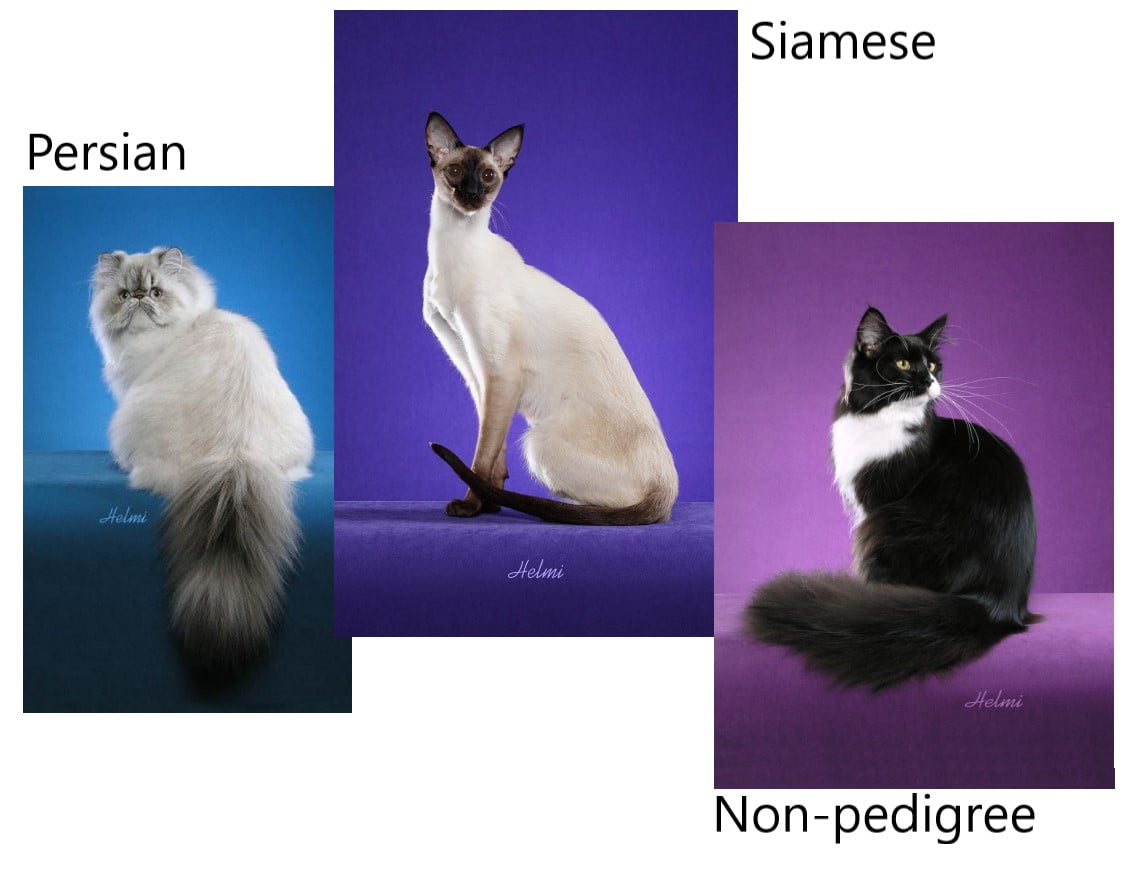 Persian Siamese and non-pedigree cats