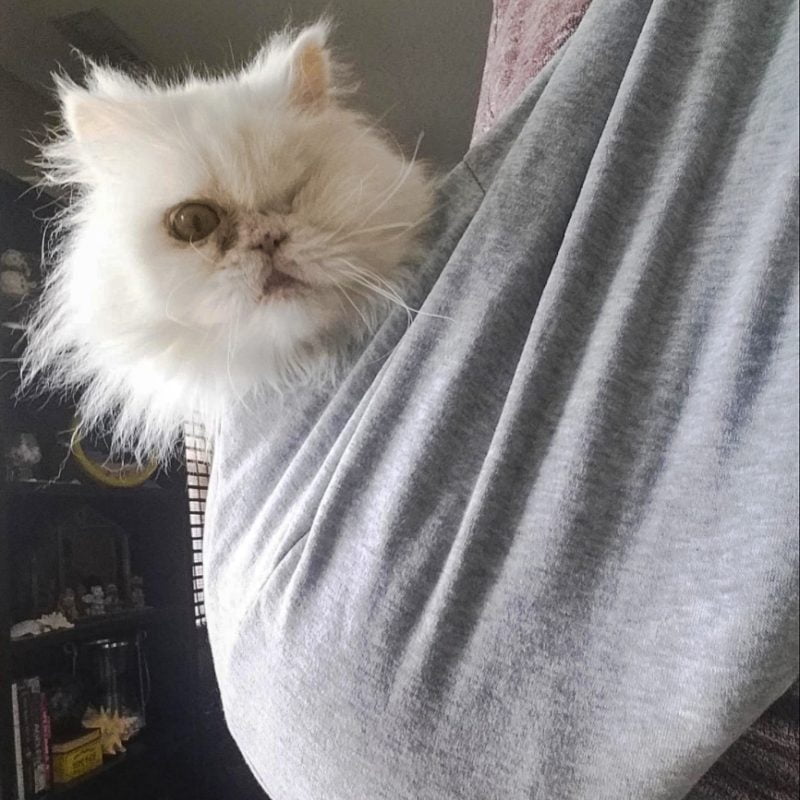 Persian cat in a cat carrier sling