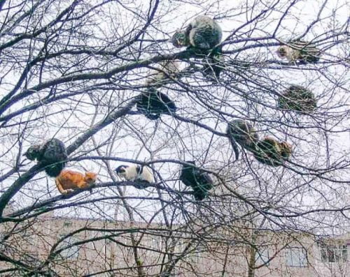 Picture of domestic or feral cats in a tree