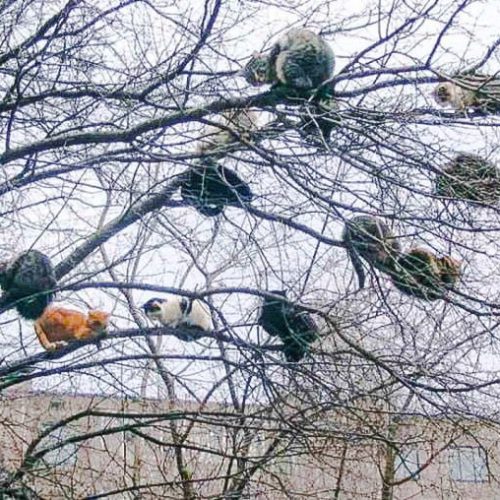 Picture of domestic or feral cats in a tree