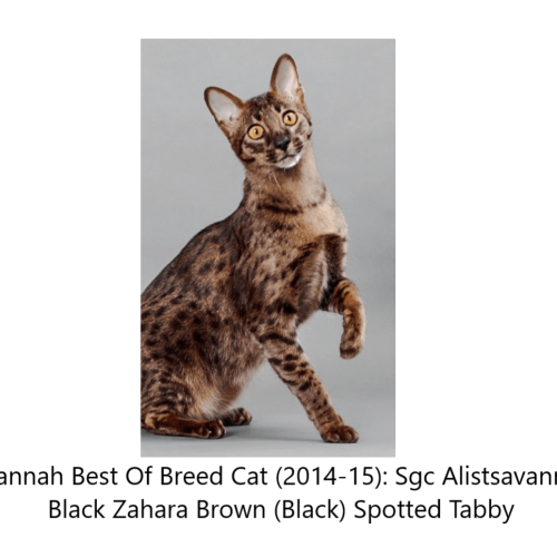 Savannah cat best of breed