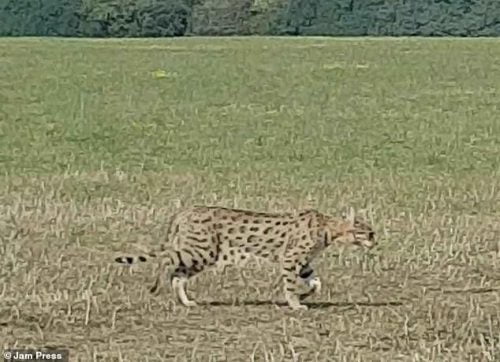 F1 Savannah cat outside in the countryside