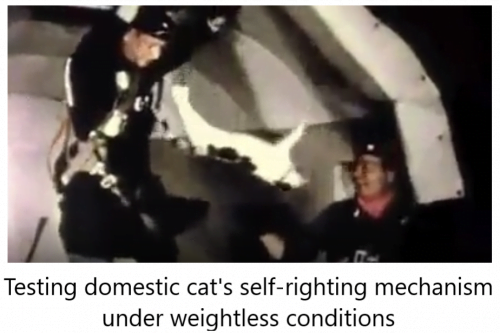 Testing domestic cat's self-righting mechanism under weightless conditions