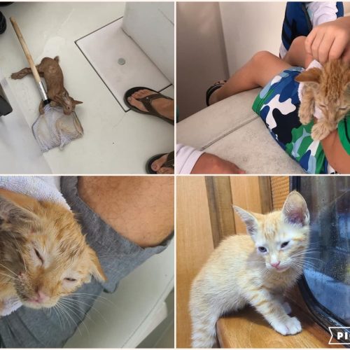 Young ginger tabby fished from the ocean