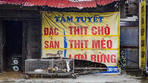 Cat meat trade in Vietnam