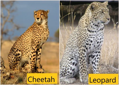 Cheetah and leopard