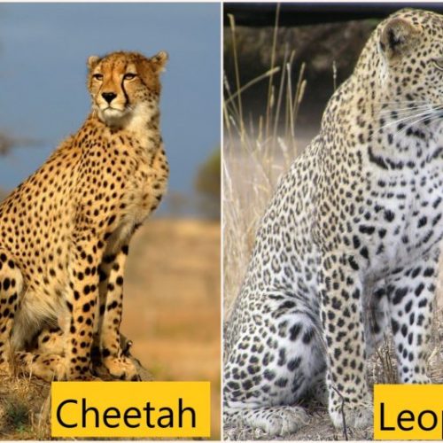 Cheetah and leopard