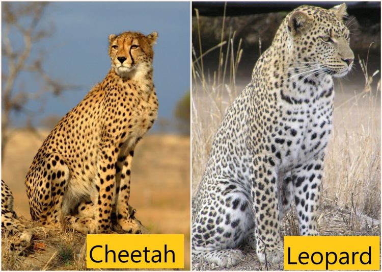 Cheetah Mixed With Domestic Cat