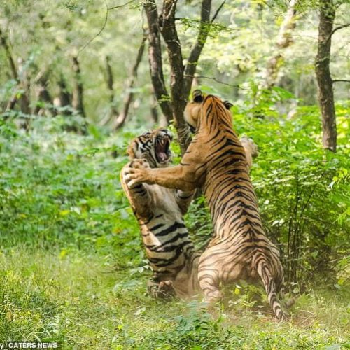 Tiger brothers fight hard in Ranthambore National Park in Sawai Madhopur, Rajasthan