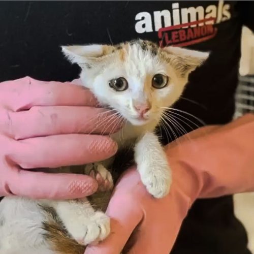 Animal Lebanon rescued cat after the Beirut blast
