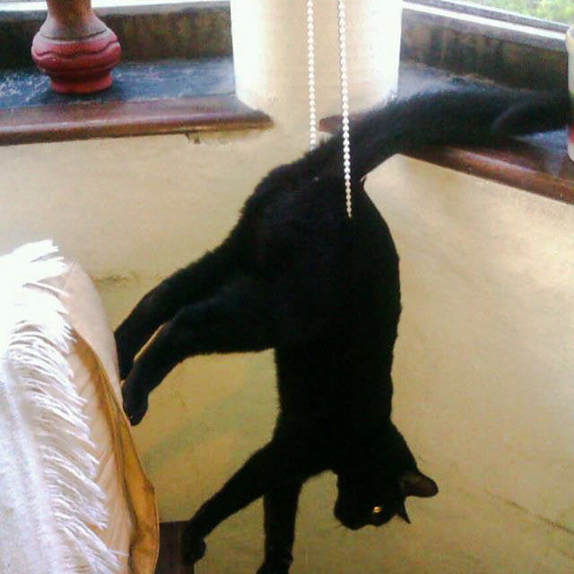 Cat hanging from a blind cord