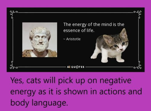 Do cats pick up on negative energy?