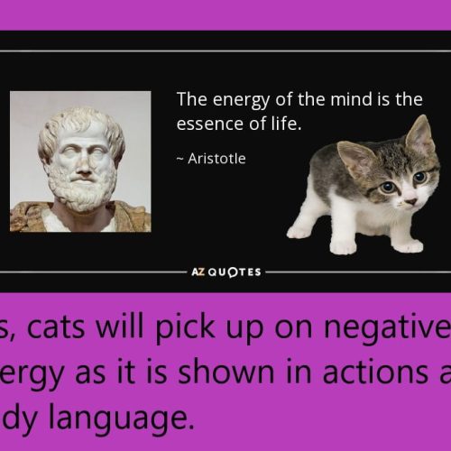 Do cats pick up on negative energy?