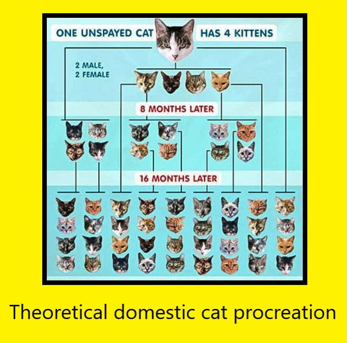 Domestic cat procreation - theoretical