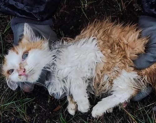 Drenched kitten rescued from tree and saved