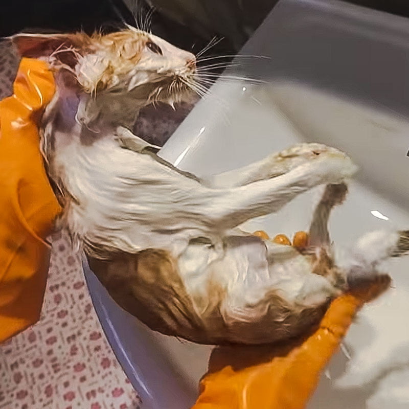 Drenched kitten rescued from tree and saved is washed and drenched again